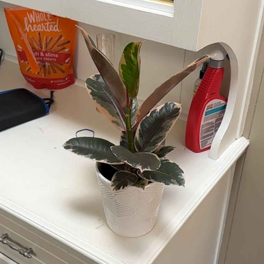 Photo of the plant species Rubber Plant 'Belize' by @CuteLarkspur58 named Harry on Greg, the plant care app
