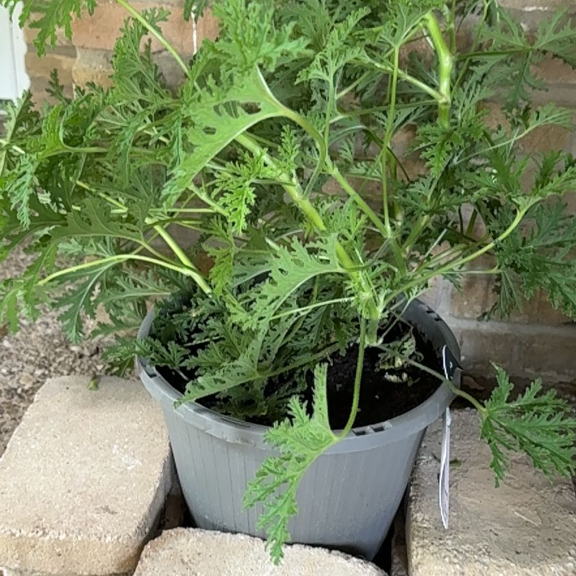 Photo of the plant species Citronella (anti-mosquito plant) by @CuteLarkspur58 named Dax on Greg, the plant care app