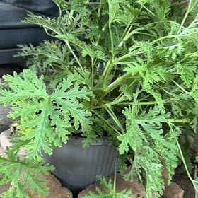 Photo of the plant species Citronella (anti-mosquito plant) by @CuteLarkspur58 named Sol on Greg, the plant care app