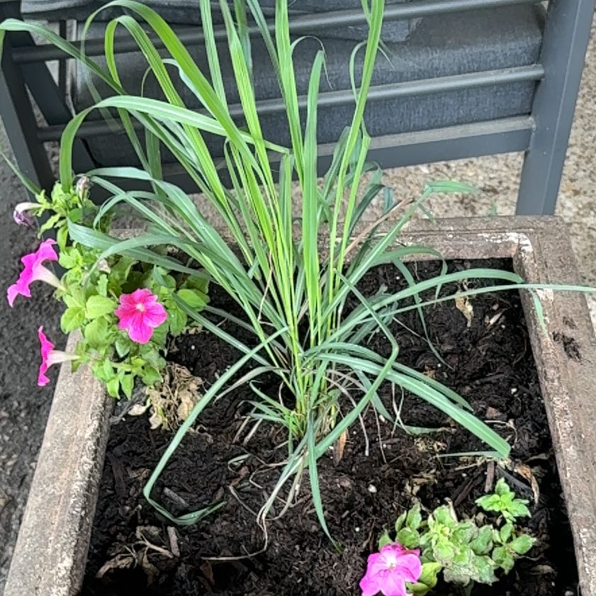 Photo of the plant species Lemon Grass by @CuteLarkspur58 named Hamilton on Greg, the plant care app