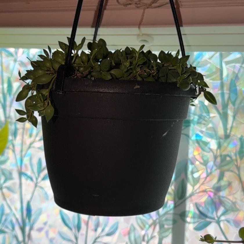 Photo of the plant species String of Raindrops by @BigLuscious3 named Rainier on Greg, the plant care app