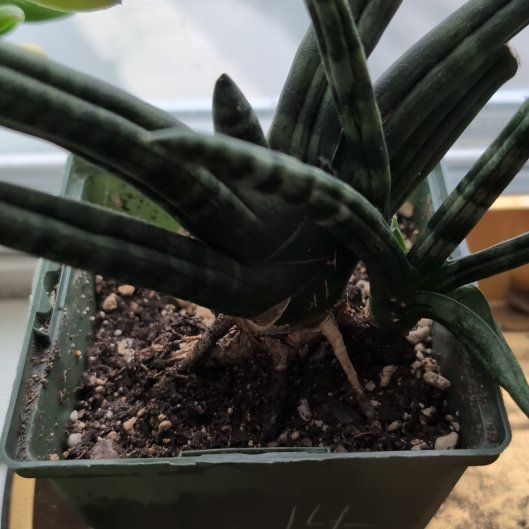 Photo of the plant species Starfish Snake Plant by @GreatSaguaro62 named Austen on Greg, the plant care app
