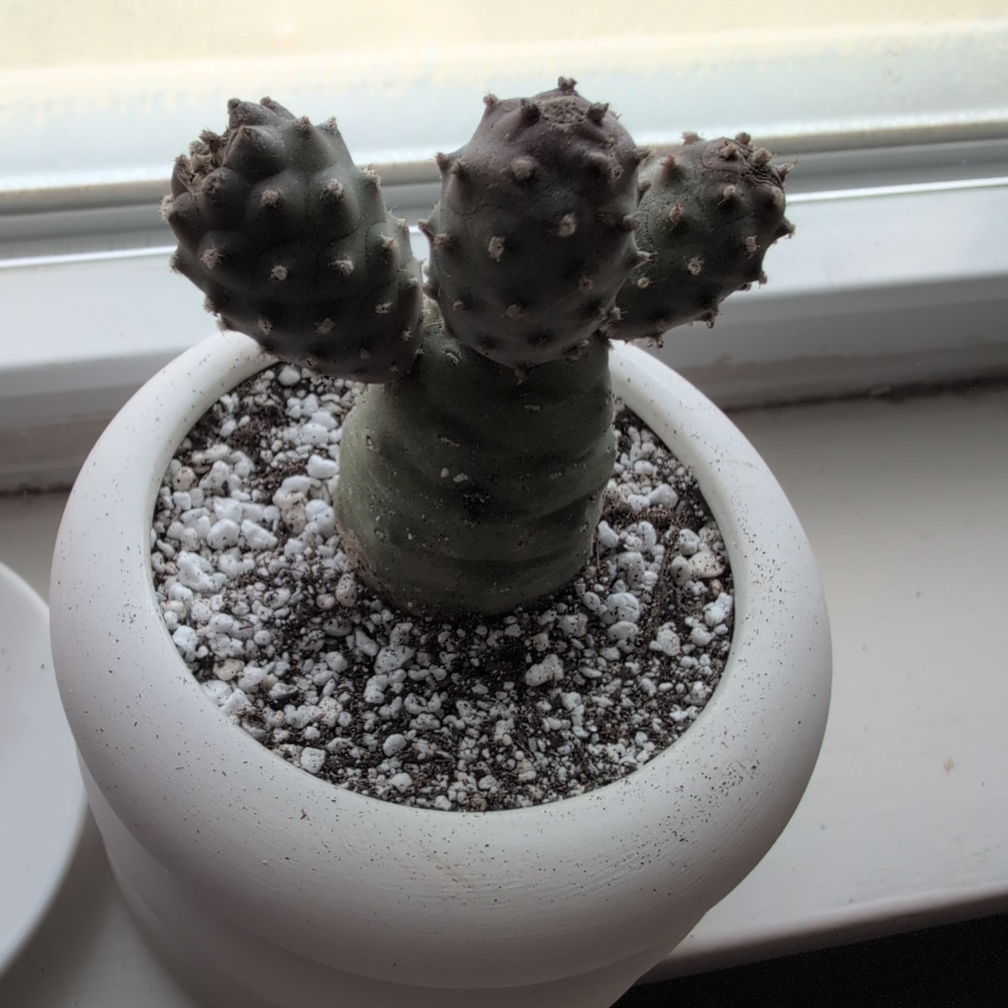 Photo of the plant species Tephrocactus Articulatus by @GreatSaguaro62 named Remington on Greg, the plant care app