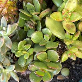 Photo of the plant species Creeping Coprosma by @YesPothos66 named Gomez on Greg, the plant care app