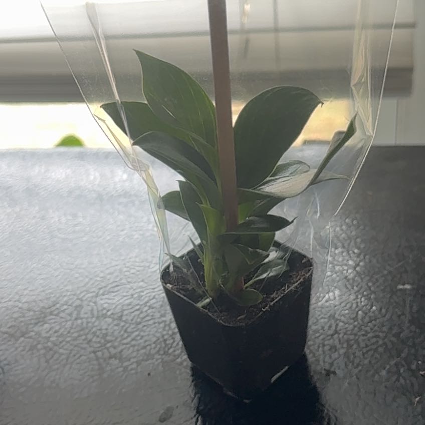 Photo of the plant species Sterling Silver by @LordGuasca65 named Bonita on Greg, the plant care app
