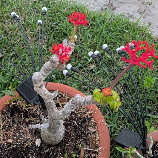 Photo of the plant species Buddha Belly Plant by @pammy333 named Dolores on Greg, the plant care app