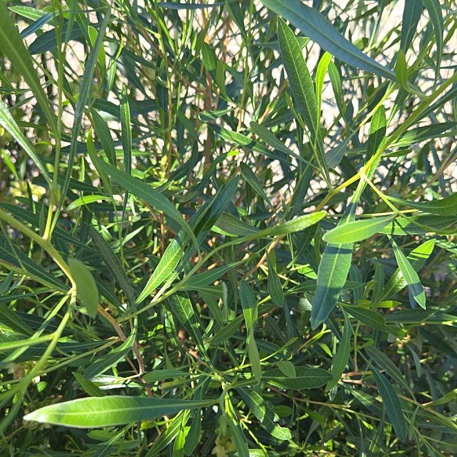 Photo of the plant species Florida Hopbush by @SinewyWaxvine85 named Shakira on Greg, the plant care app