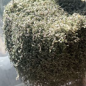 Photo of the plant species Baby's Breath by @SpunkyTozzia13 named ChloroPhil on Greg, the plant care app