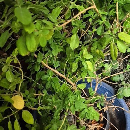 Photo of the plant species Purple Amaranth by @HeroWhitestar90 named Hamilton on Greg, the plant care app