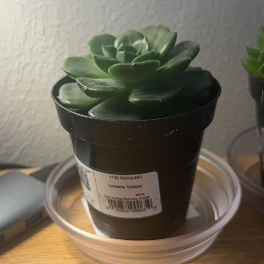 Photo of the plant species Echeveria 'Elfstone' by @CrucialMelittis named Beyonce on Greg, the plant care app