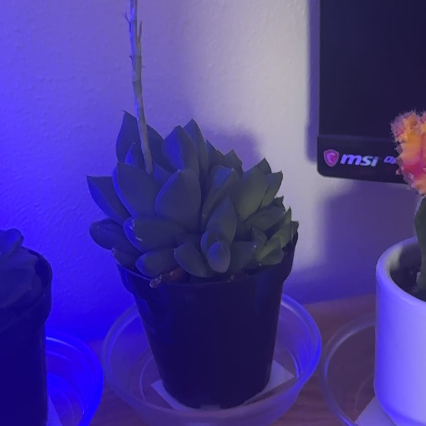Photo of the plant species Star Window Plant by @CrucialMelittis named Prince on Greg, the plant care app