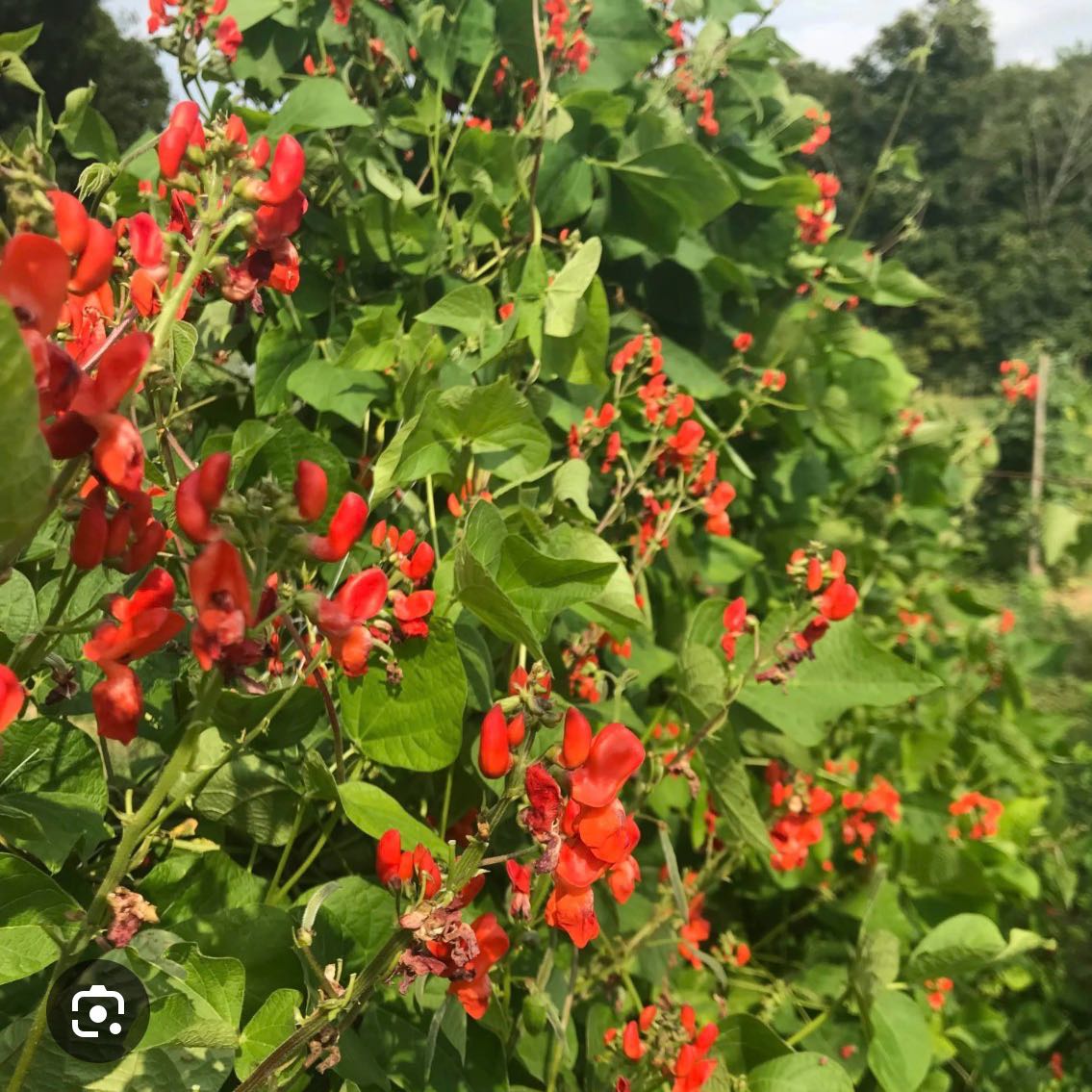 Photo of the plant species Runner Bean by @PeppyFlax77 named Scarlet on Greg, the plant care app