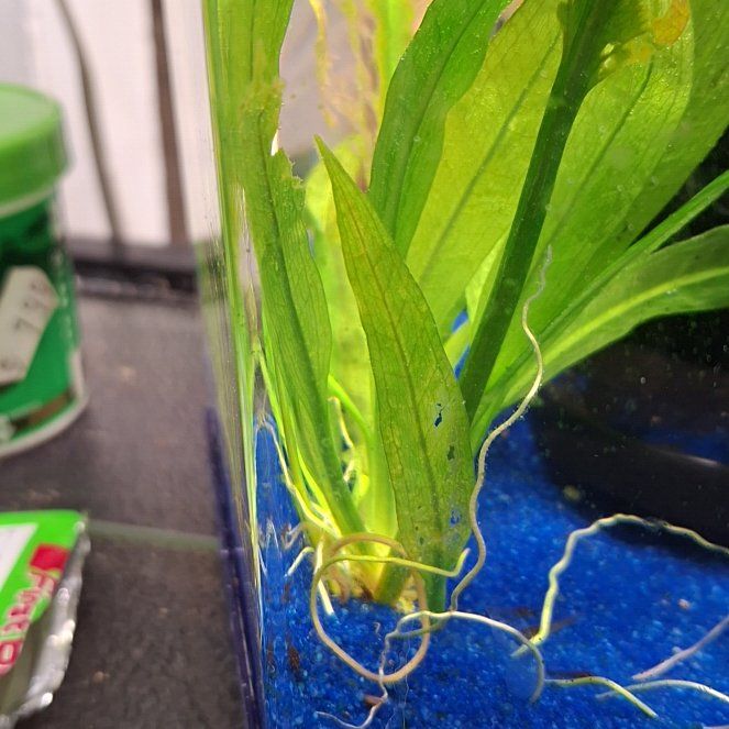 Photo of the plant species Long Strap Fern by @FerventMoss95 named Sol on Greg, the plant care app