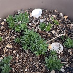 Photo of the plant species Corsican Stonecrop by @DearSeaoats64 named Athena on Greg, the plant care app