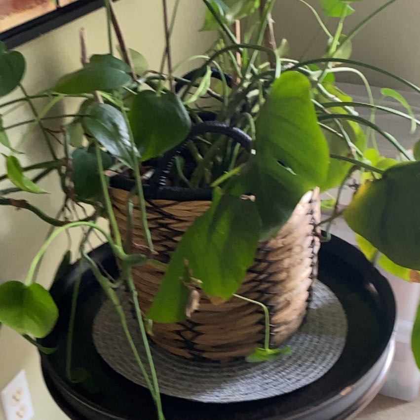 Photo of the plant species Smilax Asparagus by @CuriousRedmambo named Keanu Leaves on Greg, the plant care app