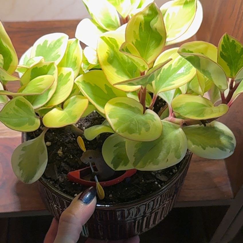 Photo of the plant species Peperomia Citrus Twist by @LegitWorm18 named Muhammad Ali on Greg, the plant care app