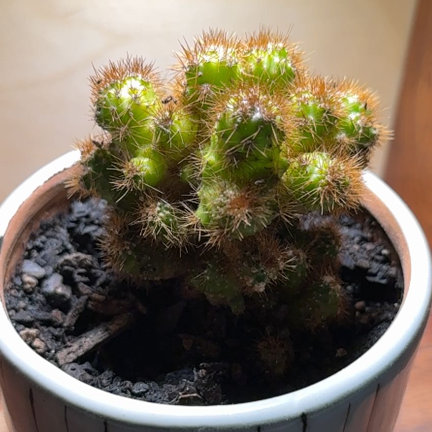 Photo of the plant species Peruvian Apple Cactus Monstrose by @LegitWorm18 named Orwell on Greg, the plant care app