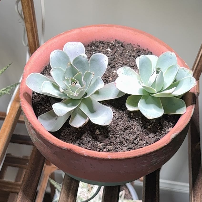 Photo of the plant species 'Pink Mountain Rose' by @LegitWorm18 named Drake on Greg, the plant care app