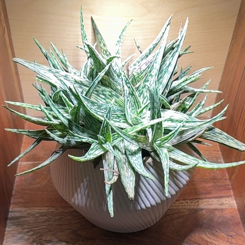 Photo of the plant species Snowflake Aloe by @LegitWorm18 named Maya on Greg, the plant care app