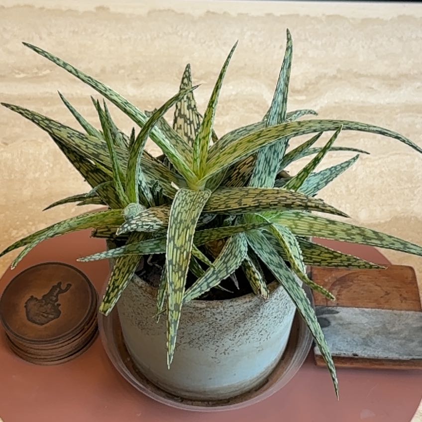 Photo of the plant species Snowflake Aloe by @LegitWorm18 named Nemo on Greg, the plant care app
