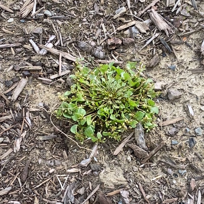 Photo of the plant species Streambank Springbeauty by @BraveIcecaps84 named Mollie on Greg, the plant care app
