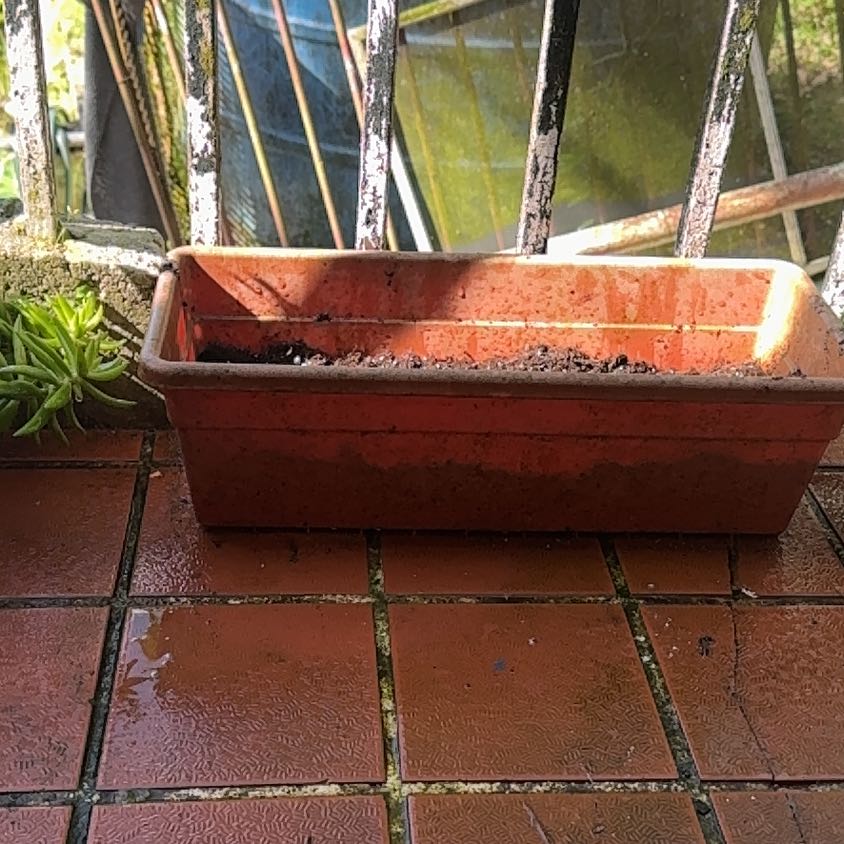 Photo of the plant species Fivespot by @KeyFicus74 named Bodhi on Greg, the plant care app