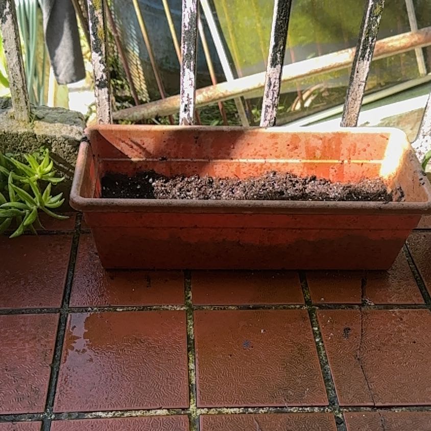 Photo of the plant species Libertia 'Tricolor Dwarf' by @KeyFicus74 named Gregarious on Greg, the plant care app