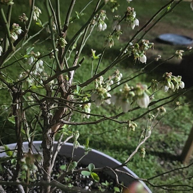Photo of the plant species Climax Blueberry by @shadygardens named Homer on Greg, the plant care app