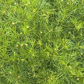 Photo of the plant species Whorled Tickseed by @OrganicJicaro35 named Stella on Greg, the plant care app
