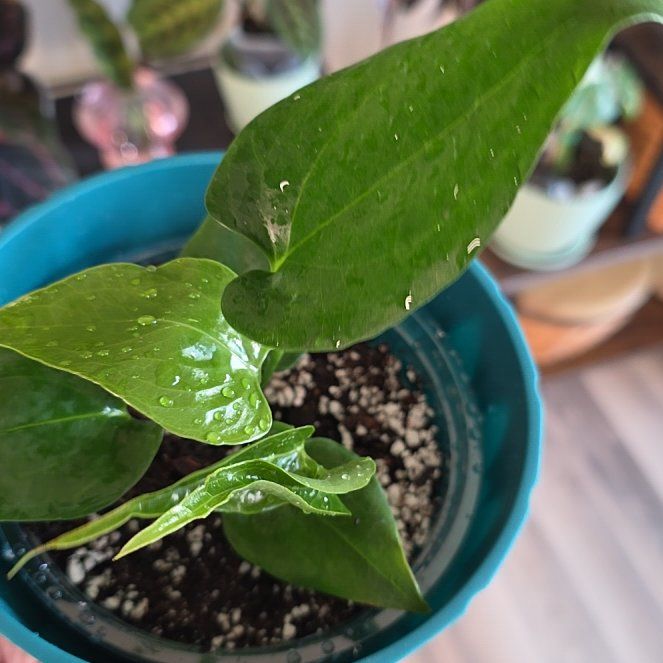 Photo of the plant species Black Anthurium by @VipDuranta67 named Sierra on Greg, the plant care app