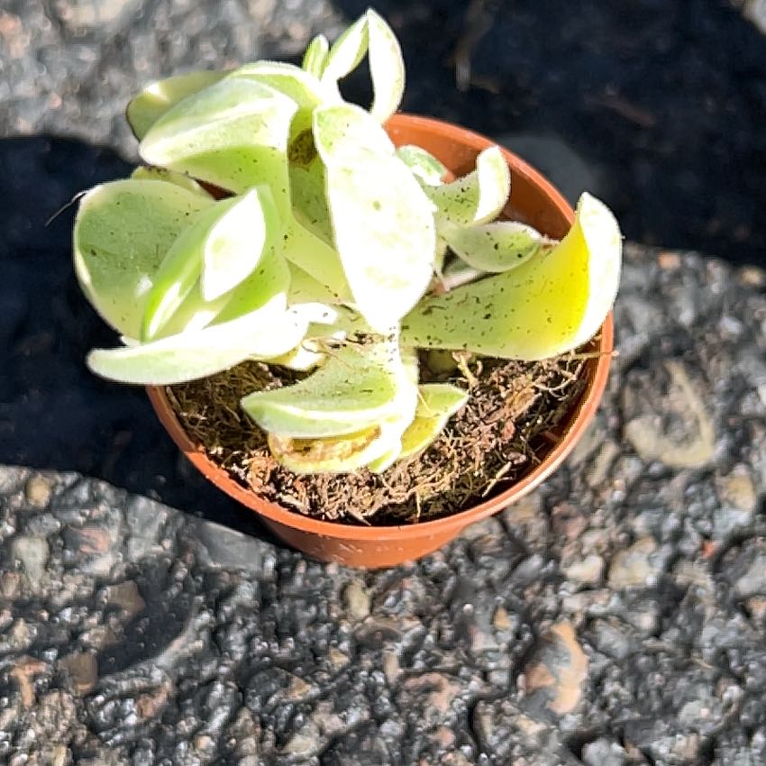 Photo of the plant species Giant Chalk Dudleya by @AlwaysCashew82 named Shakira on Greg, the plant care app