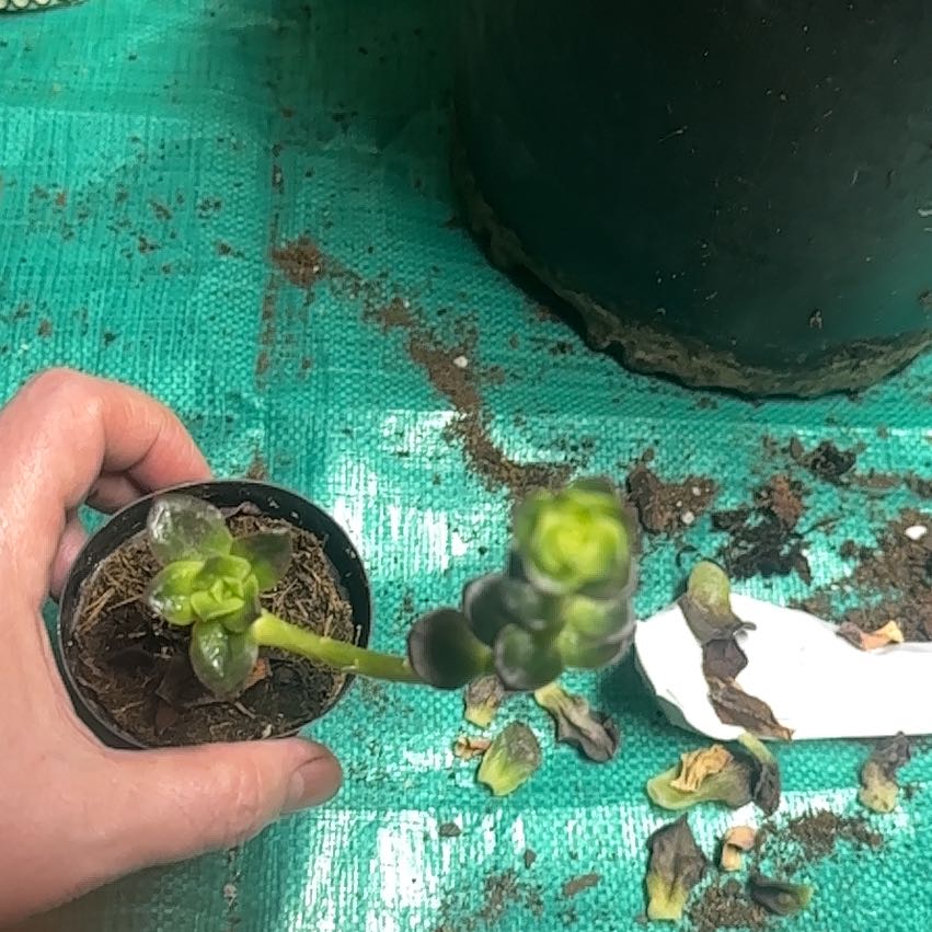 Photo of the plant species Echeveria 'Melaco' by @ColossalPandan named Sherlock on Greg, the plant care app