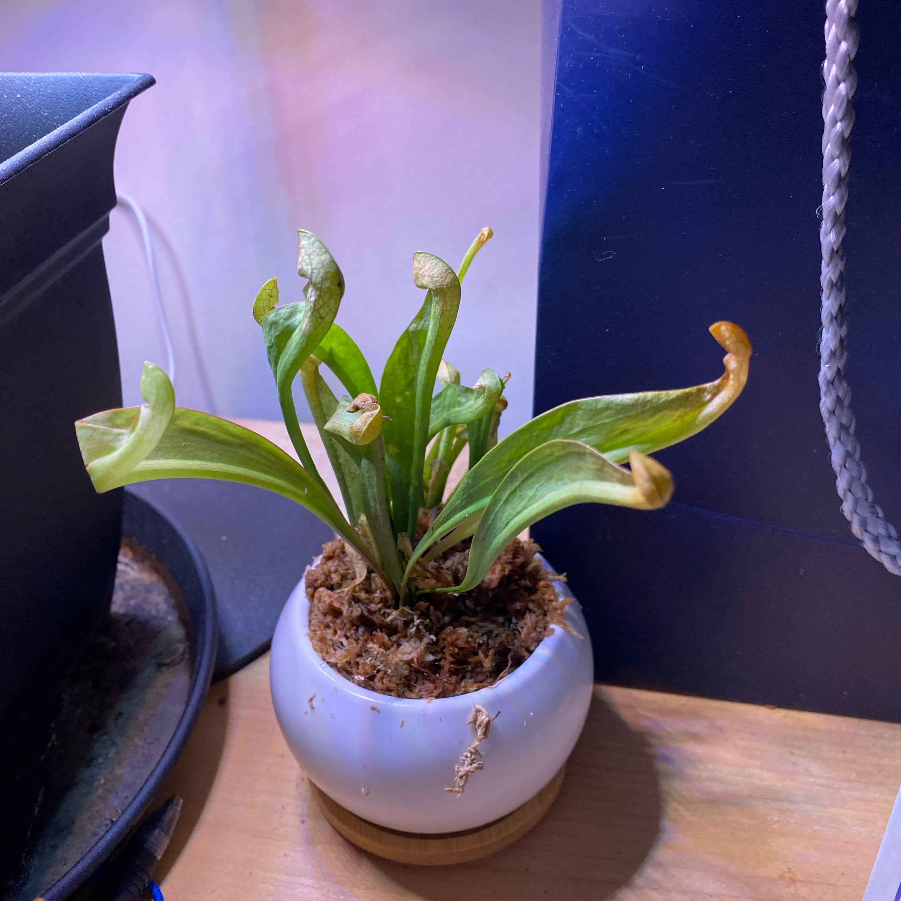 Photo of the plant species Sarracenia 'Scarlett Belle' by @BeefyMango76 named Squiffy on Greg, the plant care app