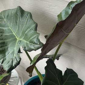 Photo of the plant species Elephant Ear 'Mayan Mask' by @ZarfWorm72 named Tupot amaroot on Greg, the plant care app
