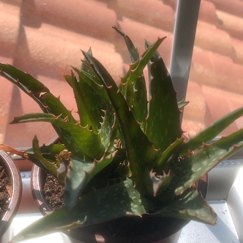 Photo of the plant species Aloe Night Sky by @NewCosmo75 named Tamara on Greg, the plant care app