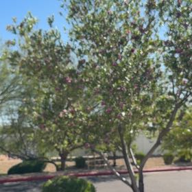 Photo of the plant species Desert Willow by @CapableCaleypea named Spike Leaves on Greg, the plant care app