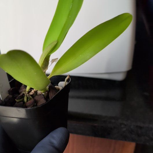 Photo of the plant species Brassolaeliocattleya 'Toshie Aoki Pizazz' by @ActualChayote36 named Harmony on Greg, the plant care app