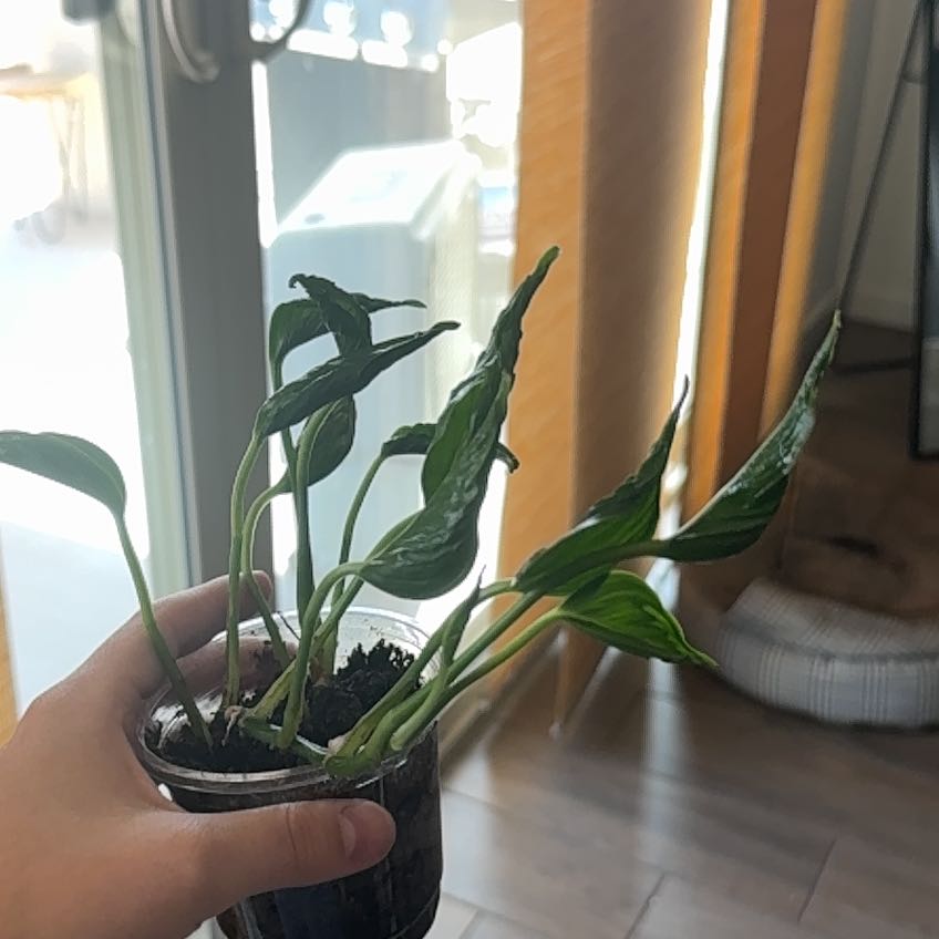 Photo of the plant species Epipremnum 'Shangri-La' by @ZarfYuzu62 named Anne on Greg, the plant care app