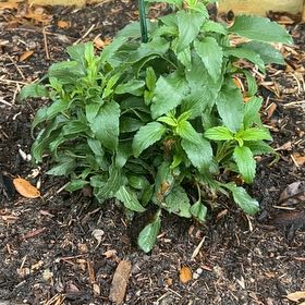 Photo of the plant species Spanish Lavendar by @KindLionsmane36 named Gobi on Greg, the plant care app