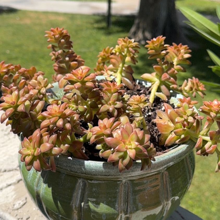 Photo of the plant species Sedum adolphi 'Shooting Stars' by @DearWildyam52 named Orlando Bloom on Greg, the plant care app