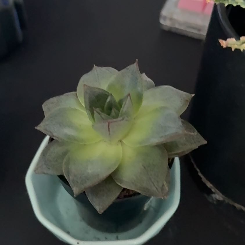 Photo of the plant species Echeveria purpusorum 'Green Gilva' by @MidtierGardener named Green Gilva on Greg, the plant care app