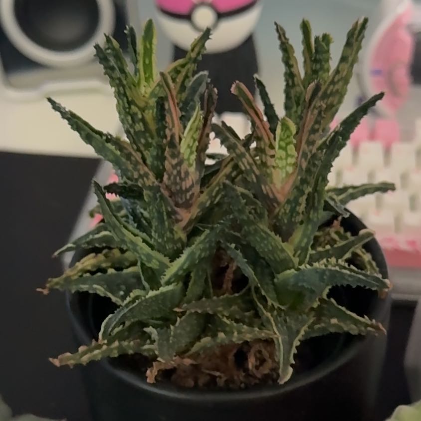 Photo of the plant species Aloe 'Oik' by @MidtierGardener named Oik on Greg, the plant care app
