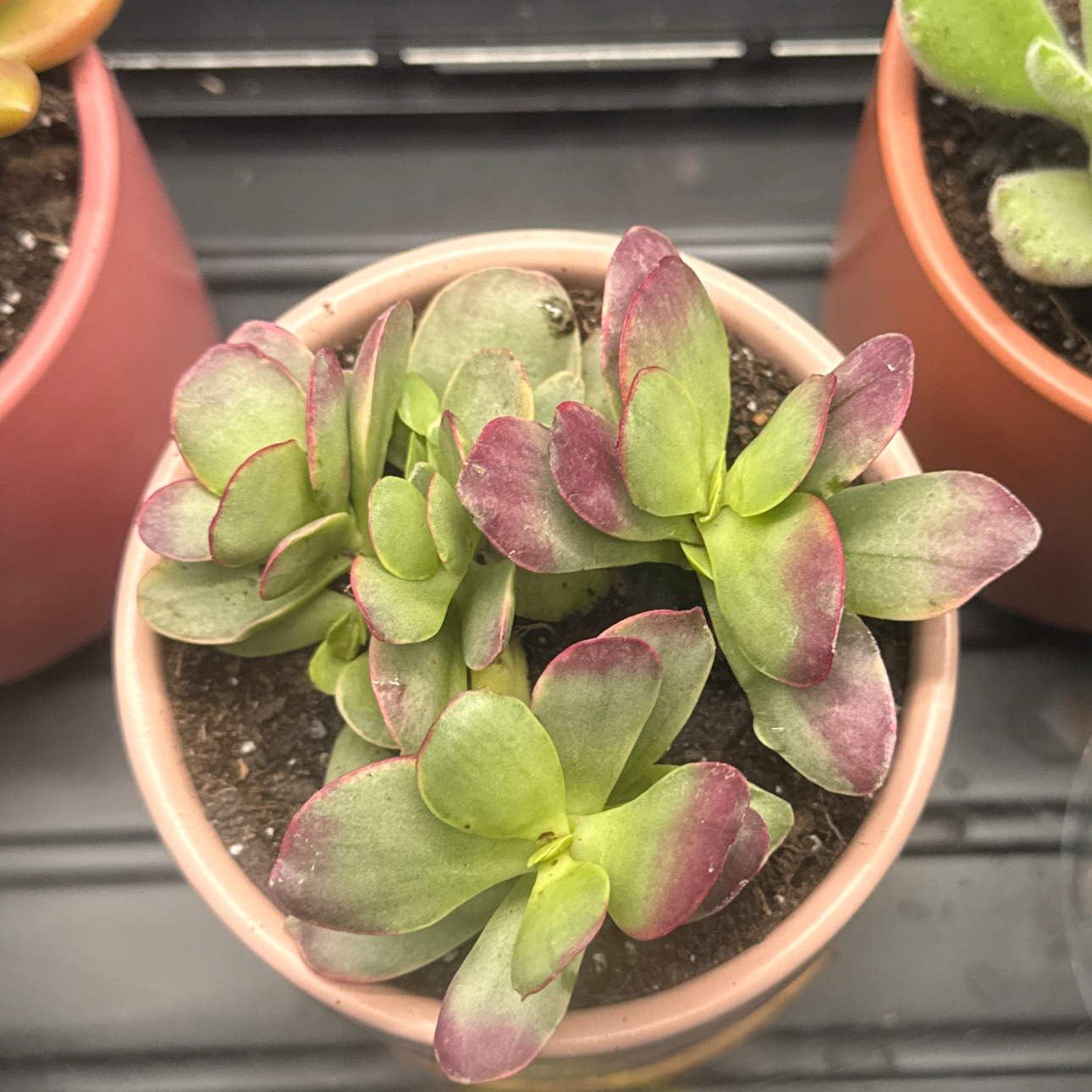 Photo of the plant species Crassula platyphylla 'Variegata' by @MidtierGardener named Crassula Platypus on Greg, the plant care app