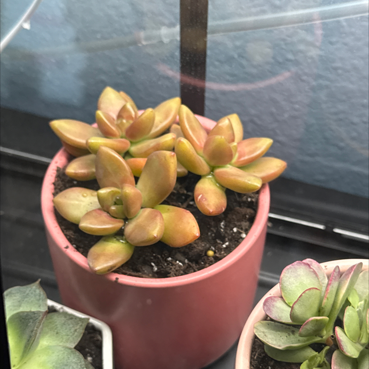 Photo of the plant species Sedum adolphi 'Sunstorm' by @MidtierGardener named Sunstorm on Greg, the plant care app