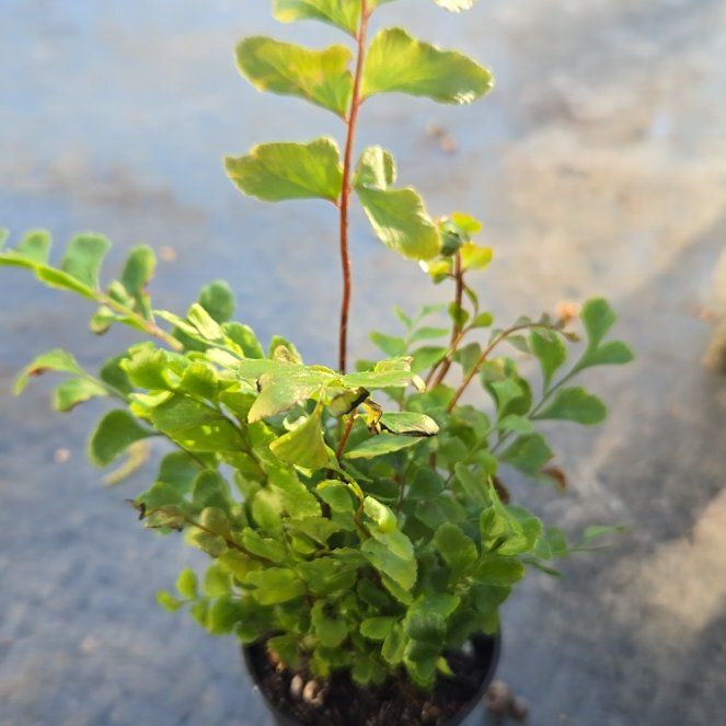 Photo of the plant species Wall-Rue by @ClearBasil26 named Austen on Greg, the plant care app