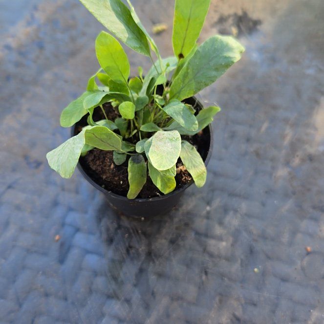 Photo of the plant species Tree Tobacco by @ClearBasil26 named Dax on Greg, the plant care app