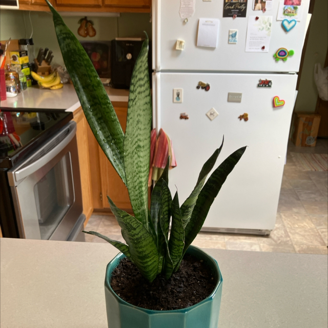 Photo of the plant species Sansevieria zeylanica by @Sedafarm named Snake plant on Greg, the plant care app