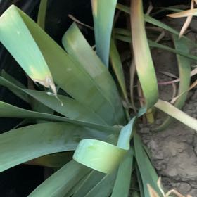 Photo of the plant species Bearded Iris 'Shazam' by @ManySuncup71 named Purple Iris (MS) on Greg, the plant care app