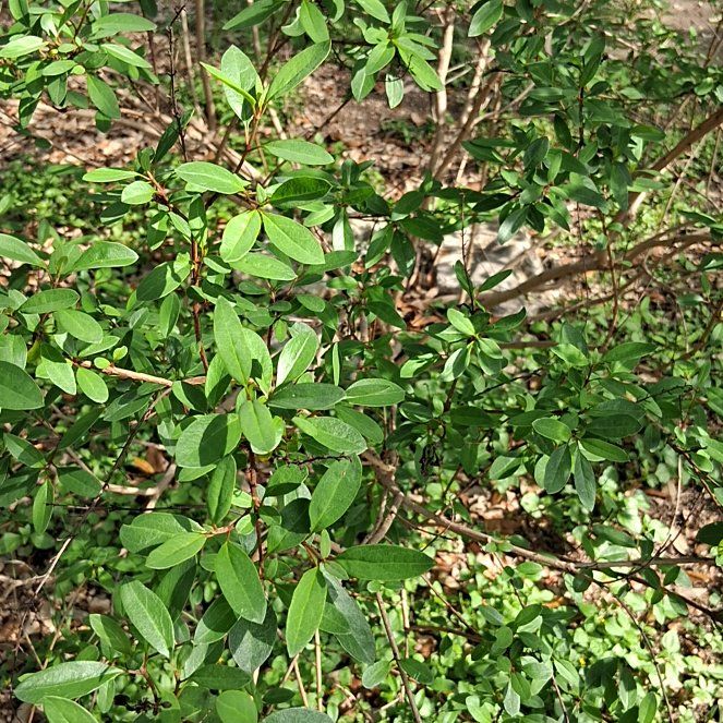 Photo of the plant species California Buckthorn by @ZealFicus34 named Sproutacus on Greg, the plant care app