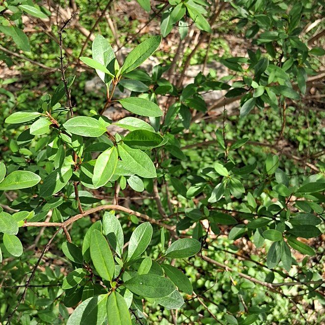 Photo of the plant species California Buckthorn by @ZealFicus34 named Sage on Greg, the plant care app